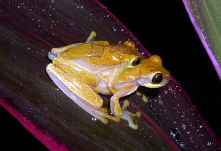 …these mating Harlequin Treefrogs….
